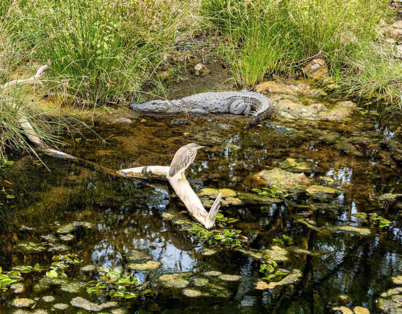 Gir Birding Lodge Сасан-Джір Екстер'єр фото